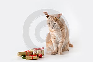 Bad Christmas concept. Grumpy cat wearing reindeer horns on white background with presents. Funny Christmas cat. Advertising,