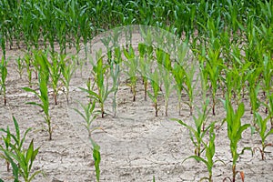 Bad corn harvest. Corn field with very dry soil