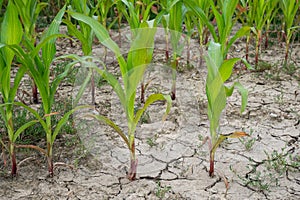 Bad corn harvest. Corn field with very dry soil