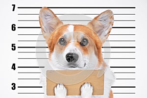 A bad, criminal welsh corgi pembroke dog at police station holding empty cardboard placard