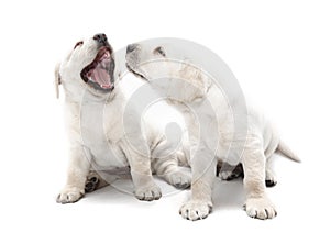 Bad dog breath puppies photo