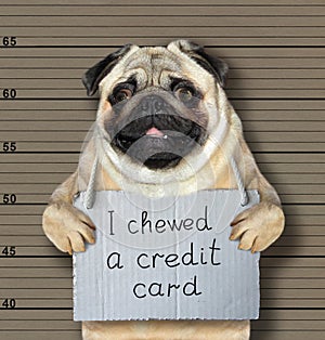 Bad dog chewed a credit card