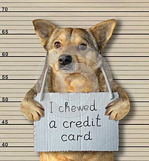 Bad dog chewed a credit card 2