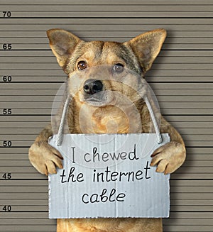 Bad dog chewed the internet cable 2