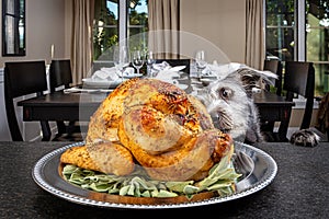 Dog Stealing Thanksgiving Turkey photo