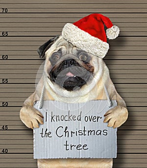Bad dog knocked over the Christmas tree photo
