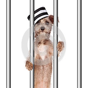 Bad Dog Prisoner In Jail
