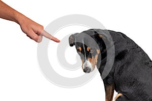 Bad dog, pushing by owner with finger pointing at him, isolated on white background
