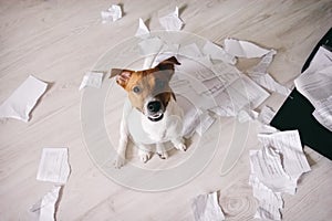 Bad dog shred important documents. Dog in torn pieces of papers