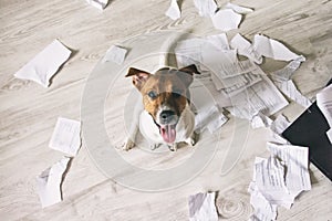Špatný pes v roztrhané kusů z dokumenty na patro a hledá nahoru na jeho majitel 
