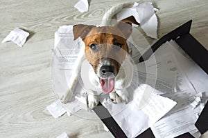 Bad dog on the torn pieces of documents