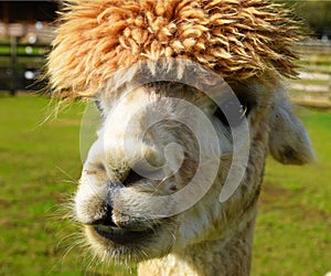 Bad hair day Alpaca