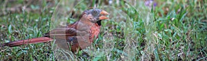 Bad Hair Day Male Cardinal