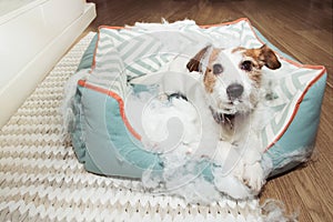 Bad naughty dog destroyed its pet bed with innocent face expression. mischief and disobey concept