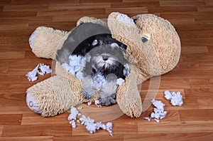 Bad naughty schnauzer dog destroyed plush toy