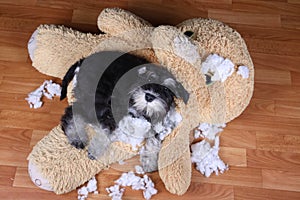 Bad naughty schnauzer dog destroyed plush toy