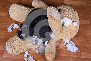 Bad naughty schnauzer dog destroyed plush toy