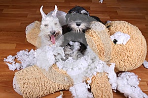 Bad naughty schnauzer dogs destroyed plush toy