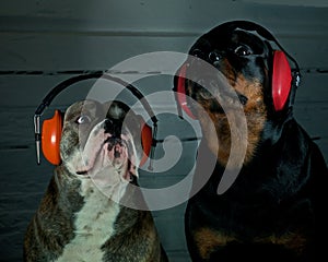 Two dogs with hearing protection