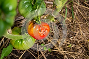 Bad red tomato in the center against the background of other green tomatoes