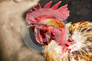 Bad rooster