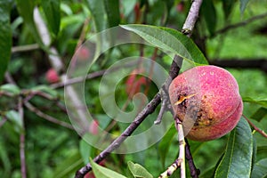 Bad rotten decay blemish fungus peach tree branch twig