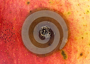 Bad spot on organic apple