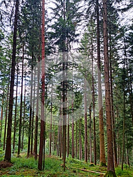 Bad Teinach Zavelstein detail from the forest