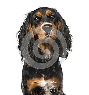 Bad-tempered English Cocker Spaniel