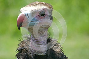 Bad tempered vulture photo