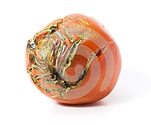 Bad tomato with scars isolated