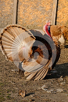 Bad turkey ruffling feathers in the yard.