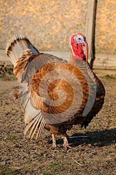 Bad turkey ruffling feathers in the yard.