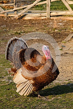 Bad turkey ruffling feathers in the yard.