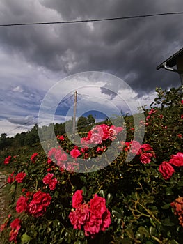 Bad wheather Storm coming rain roses photo