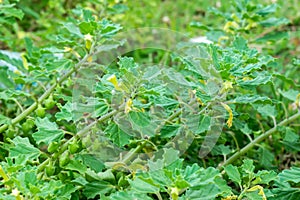 Bada Gokhru. Pedalium murex with blur background