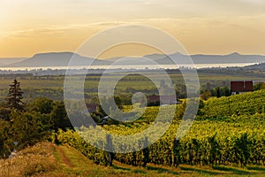 The Badacsony mountain with Lake Balaton and a vineyard in sunset colors in Hungary photo