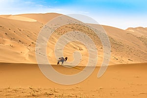 Badain Jaran Desert with sandunes and camel photo