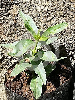 Badam plant in singal tree wark photo