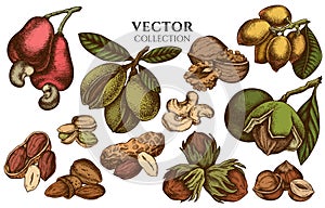 Badge design with colored cashew, peanut, pistachio, hazelnut, almond, walnut