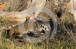 BADGER ADJACENT TO BURROW STOCK IMAGE