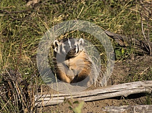 BADGER ADJACENT TO BURROW STOCK IMAGE