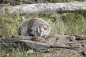 BADGER ADJACENT TO BURROW STOCK IMAGE