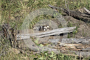 BADGER ADJACENT TO BURROW STOCK IMAGE