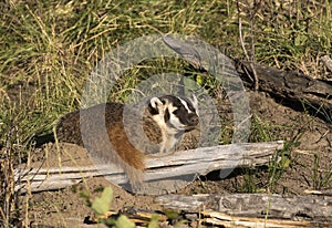 BADGER ADJACENT TO BURROW STOCK IMAGE