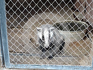 Badger in captivity in a cage in zoo
