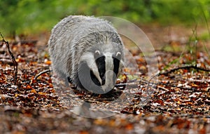 Badger in colorful autumn forest. European badger, Meles meles, sniffs about prey in orange leaves. Wildlife scene from autumn