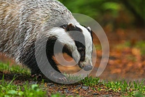 Badger in colorful autumn forest. Portrait of European badger, Meles meles, sniffing about prey. Rainy day in nature.