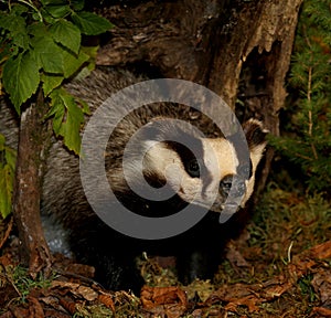 badger coming out of his hiding place after the lethargy