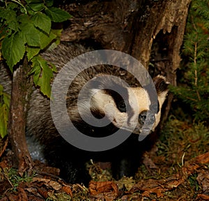 badger coming out of his hiding place after the lethargy photo